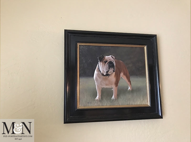 English Bull Dog Portrait Framed
