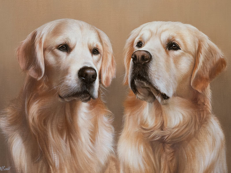 Golden Retriever Pet Portraits