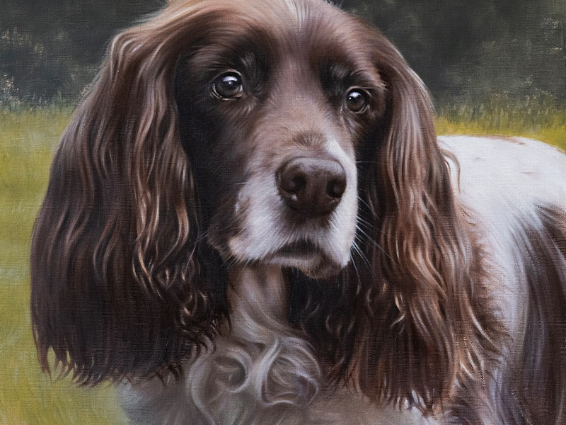 Spaniel Pet Portrait of KitKat