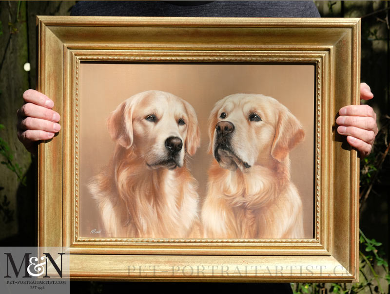 Golden Retriever Pet Portraits 