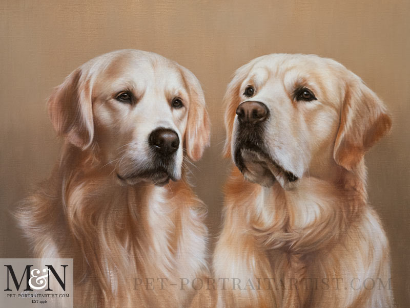 Golden Retriever Pet Portraits 