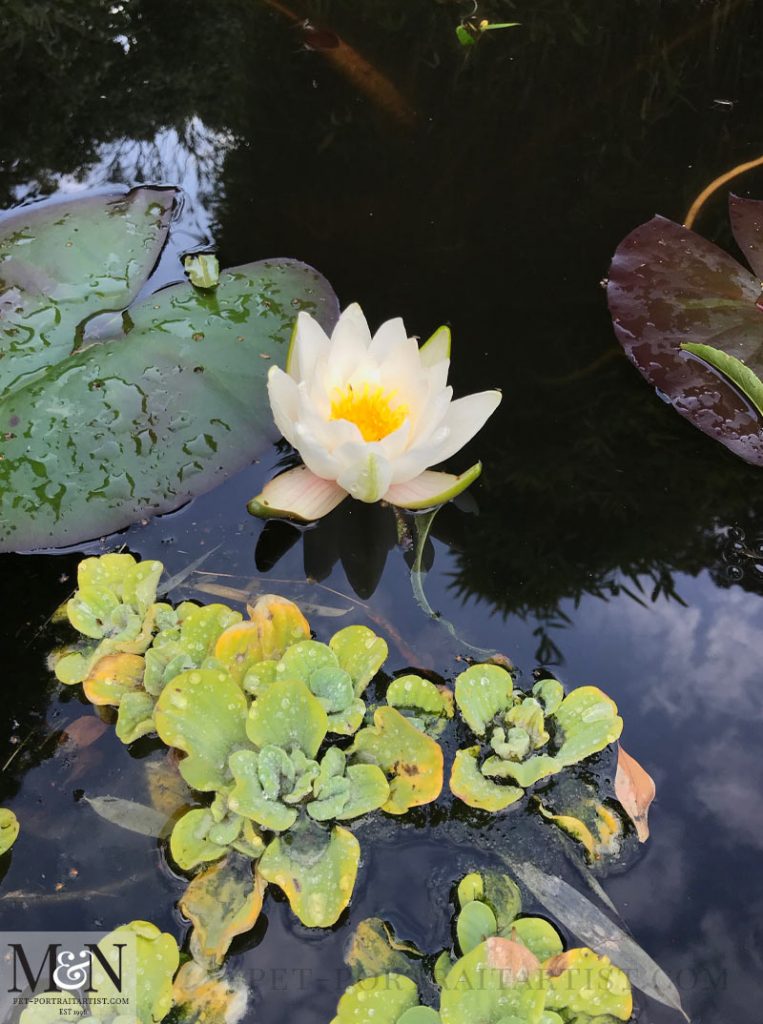 Our Lily in our Pond