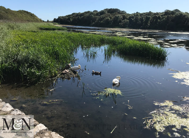 Swans at Bosherston