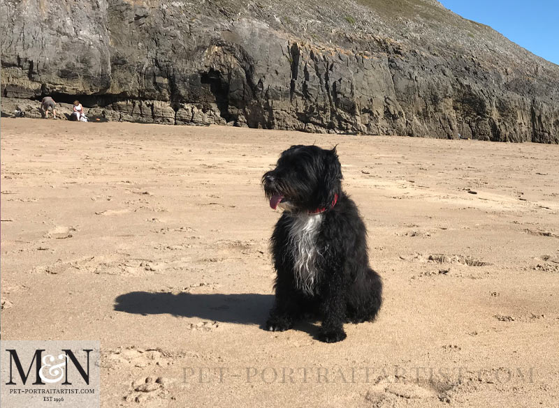 Lily on the beach at Bosherston Melanie's Monthly News in September