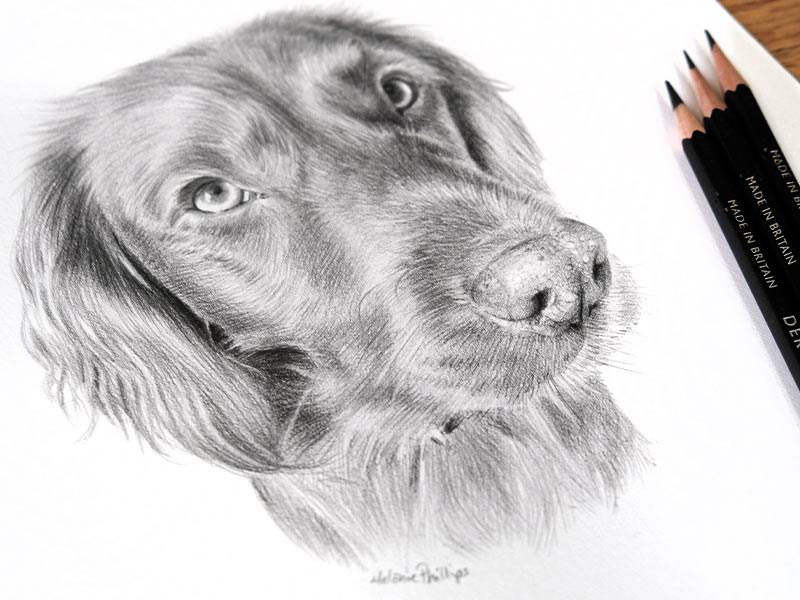 Pencil Pet Portrait of Bramble