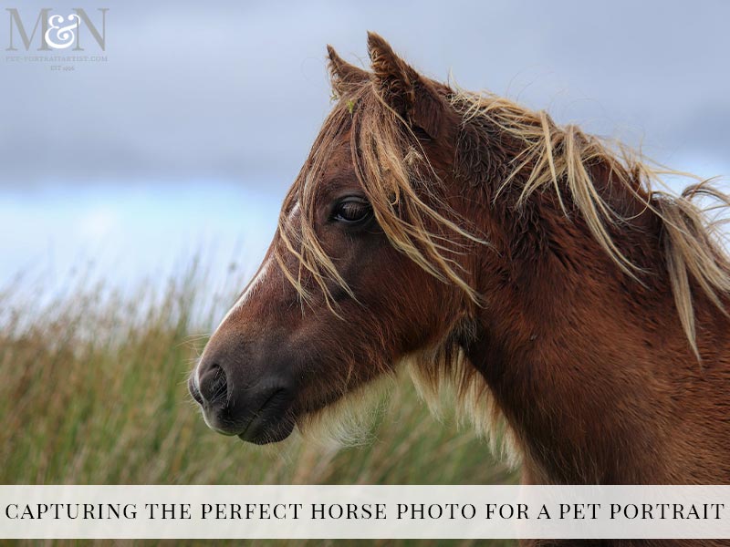 Capturing the Perfect Horse Photo for A Pet Portrait