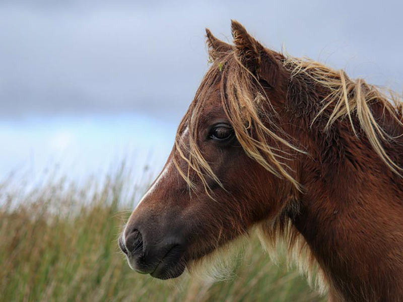 Capturing the Perfect Horse Photo for A Pet Portrait