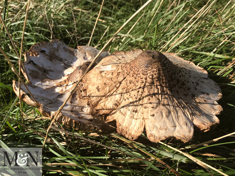 Some bizarre toadstools we found along our way. 