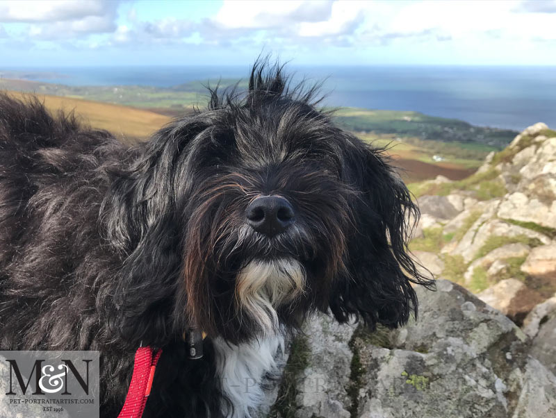 Lily on Carningli Mountain 