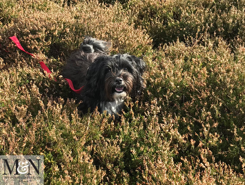 Lily having fun in the Heather on Carningli