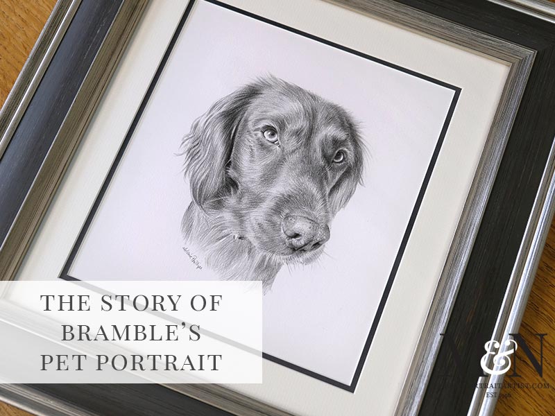Pencil Pet Portrait of Bramble