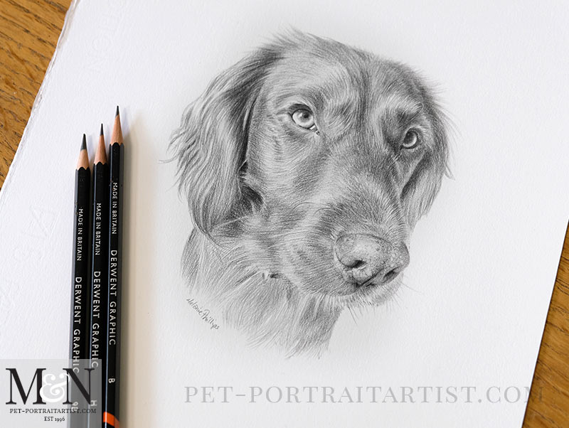 Drawing of Bramble along with my pencils
