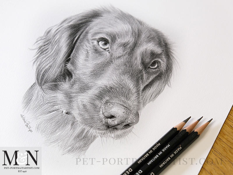 Drawing of Bramble with my pencils