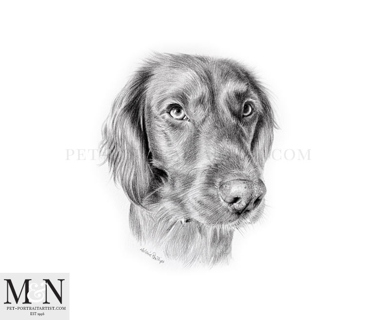 Pencil Pet Portrait of Bramble