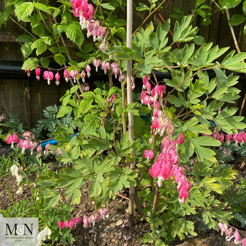 Dicentra - Bleeding heart