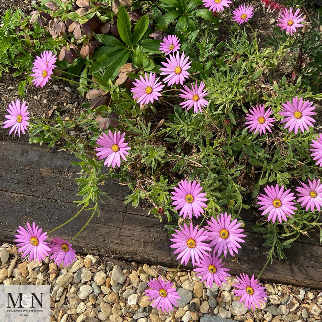 Osteospermum - Melanie's April Monthly News