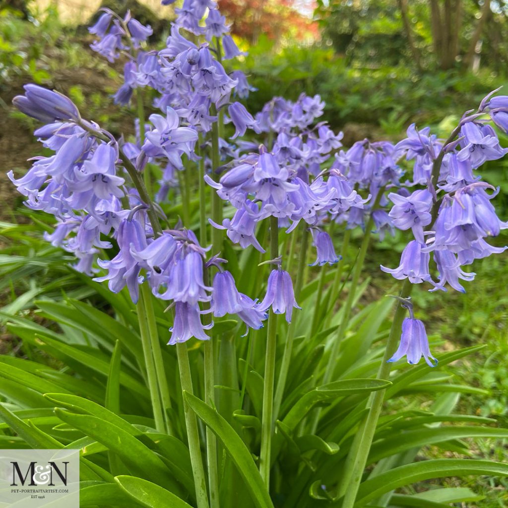 Bluebells