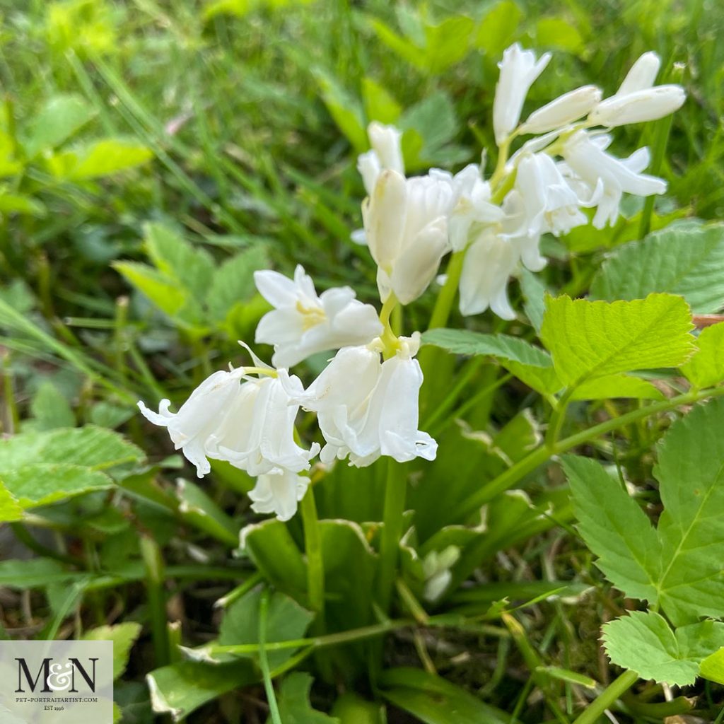 White Bluebell