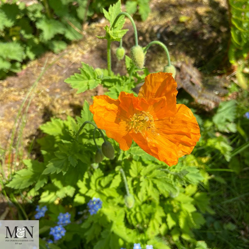 Welsh Poppy