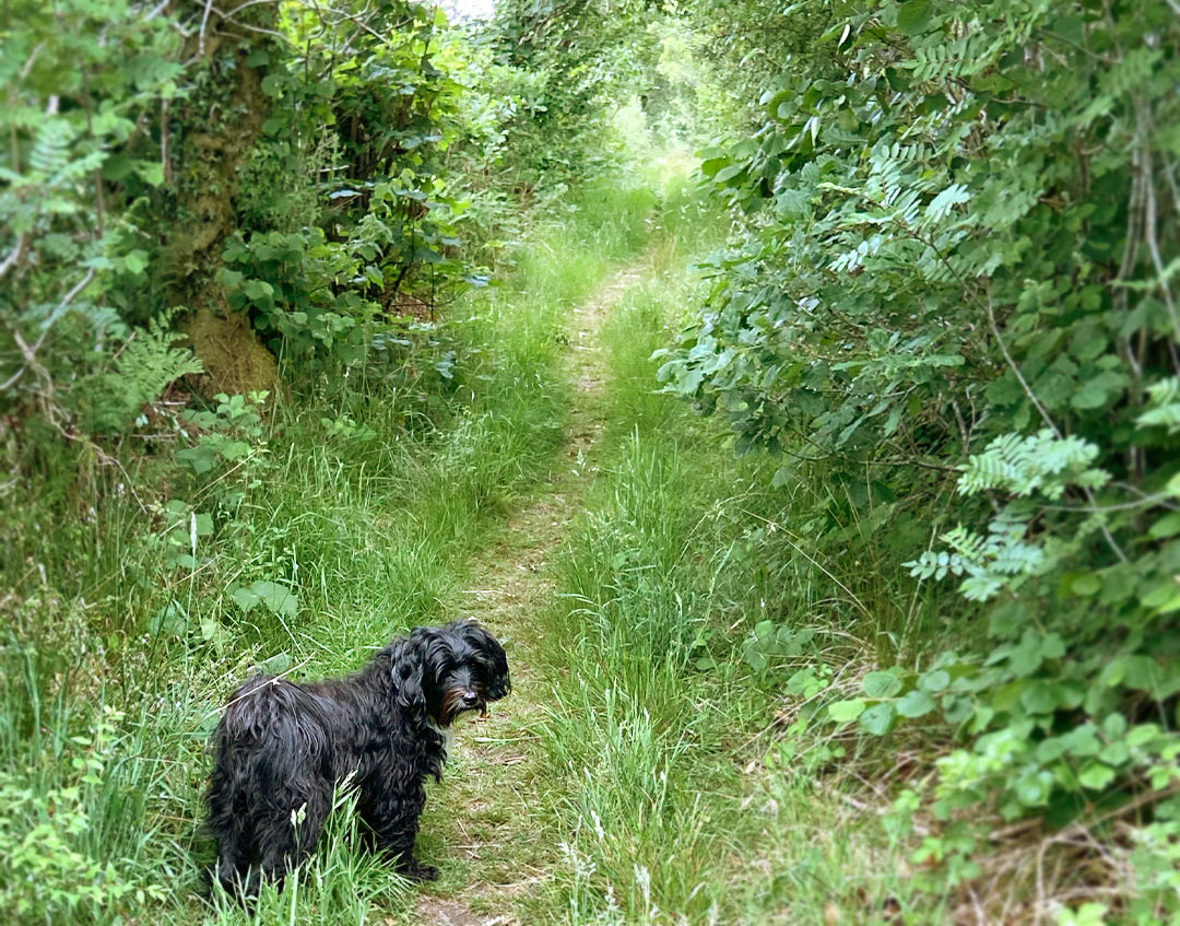 Lily on the Track