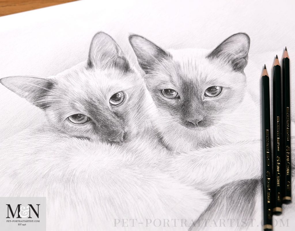 Cats in Pencil