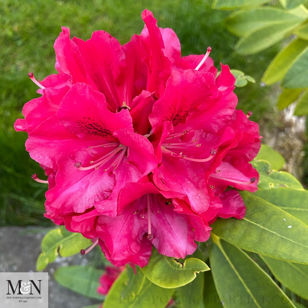 Rhodedendron