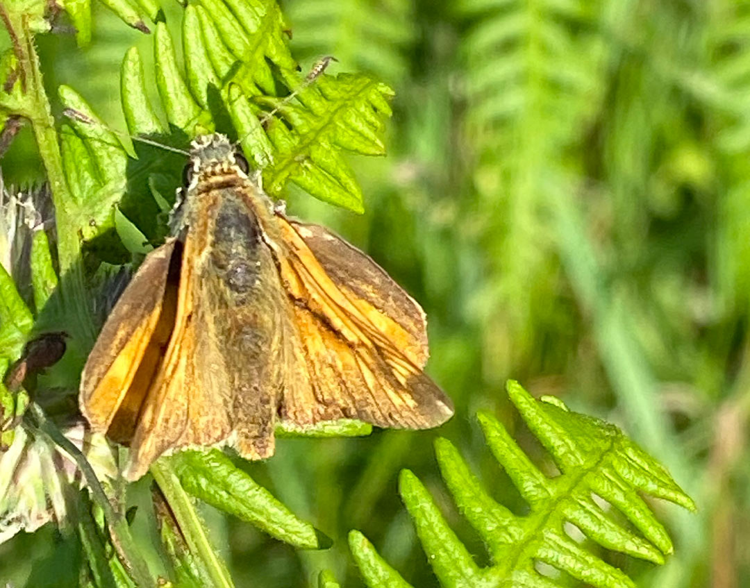 Little Skipper