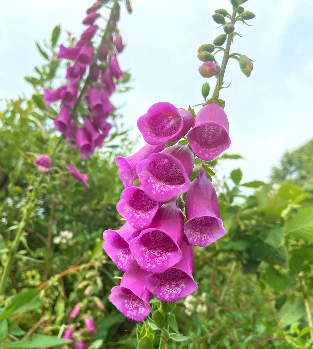 Foxgloves