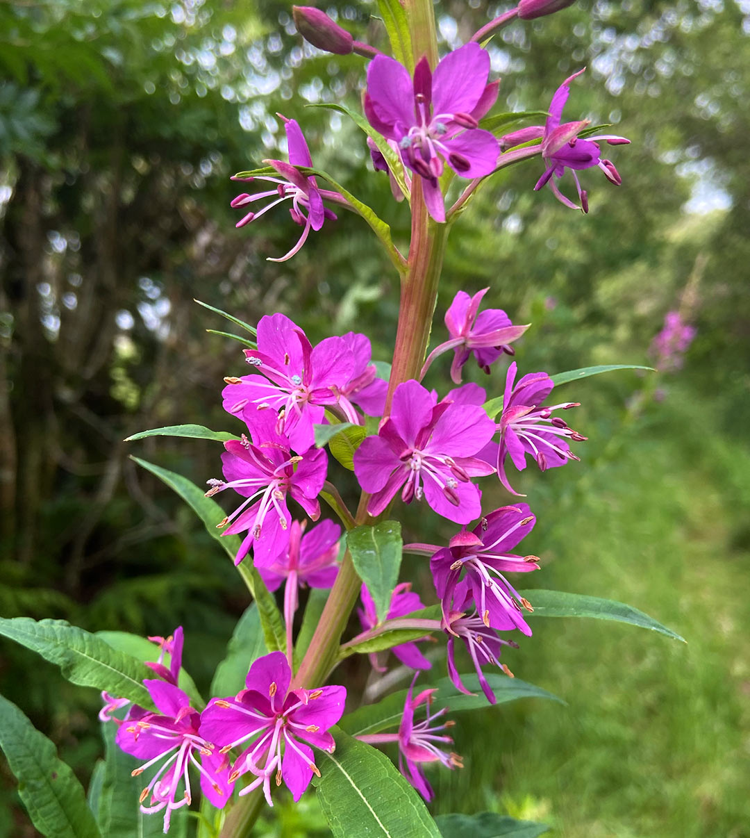 Rosebay Willowherb