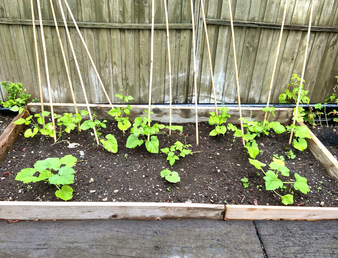 Runner Beans and Squash