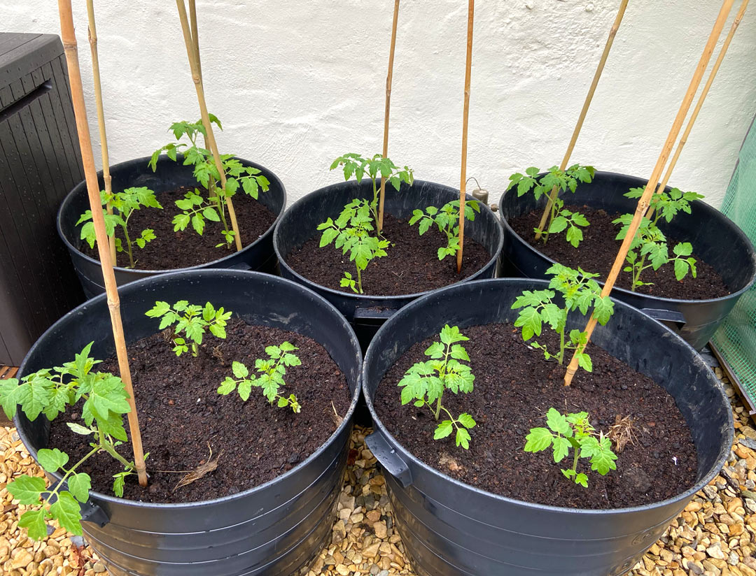 Bushy Tomatoes