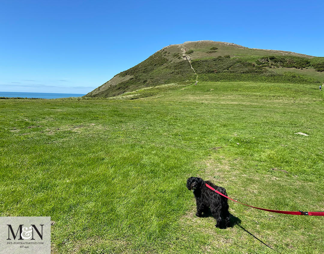 Lily at Mwnt