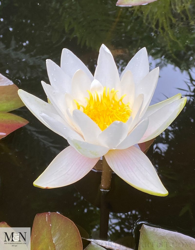 Lillies in the pond