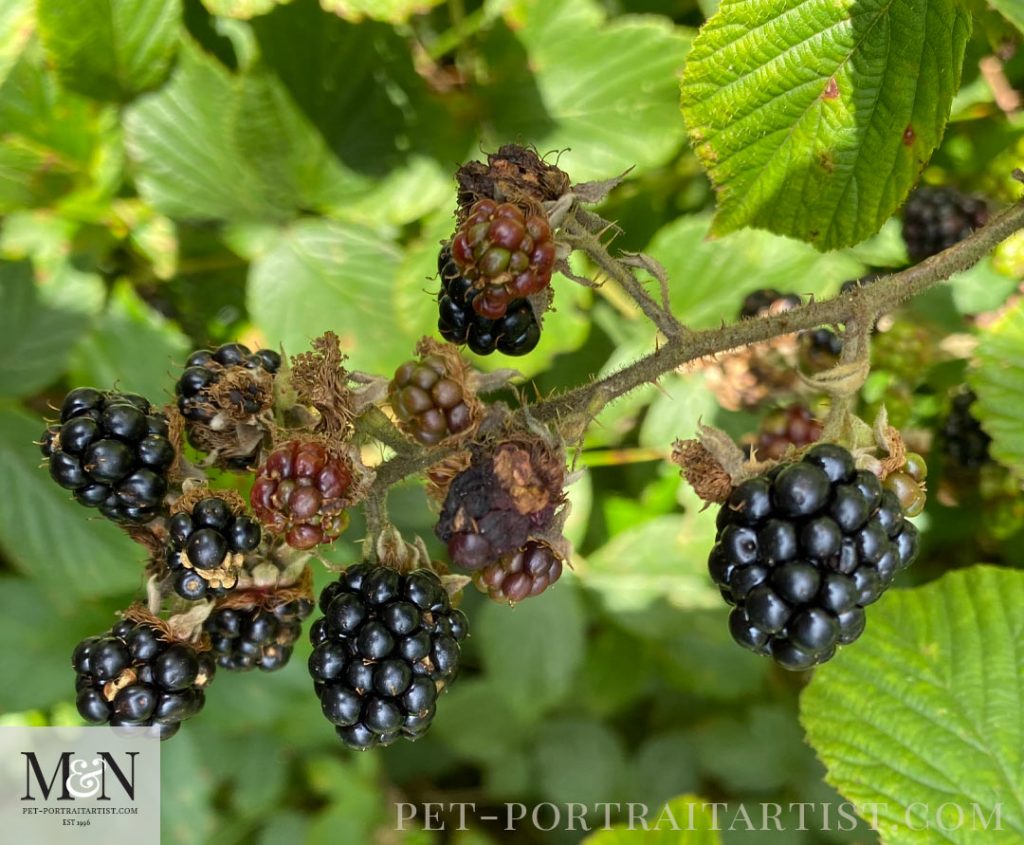 Blackberries