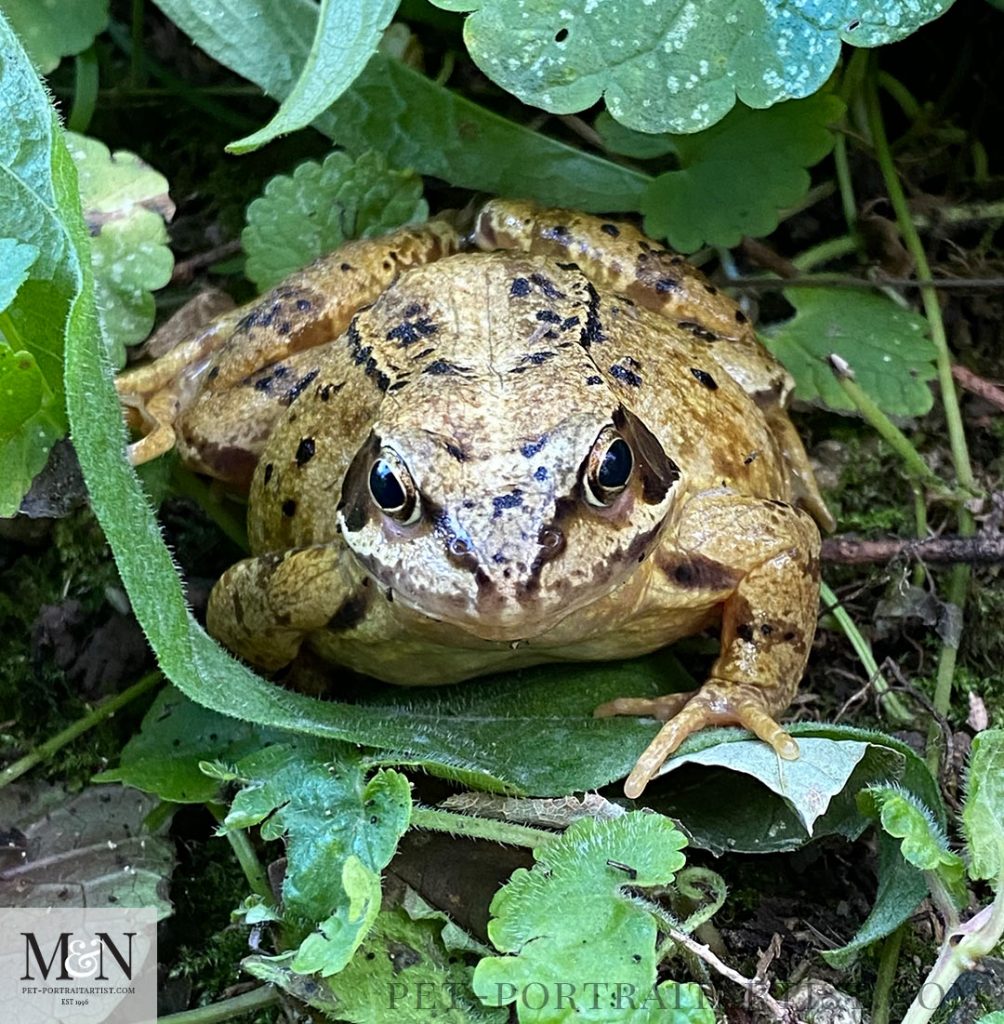 Frog in the Garden