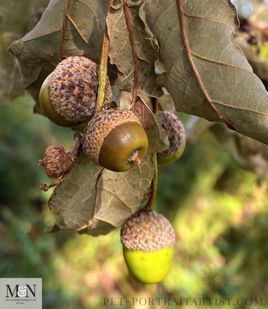 Acorns!