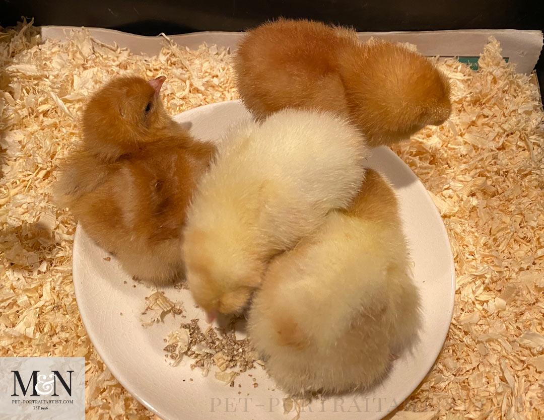 The three elder chicks with Truffle the last to hatch on the left, she had just not long hatched at this point and wasn't quite standing. 