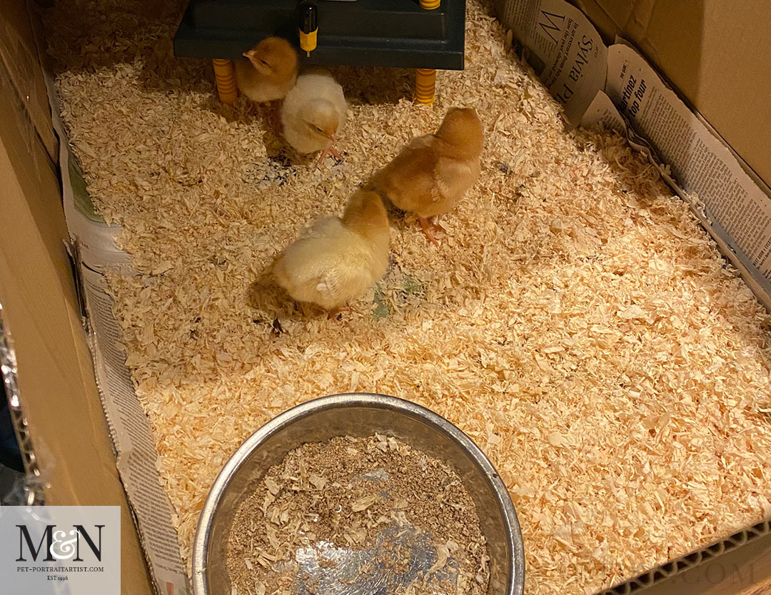 Chicks in the cardboard box!