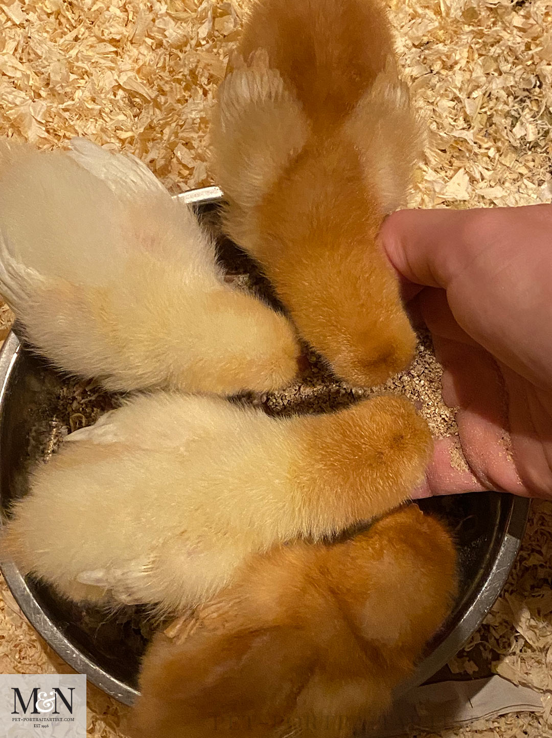 The chicks enjoying their food!