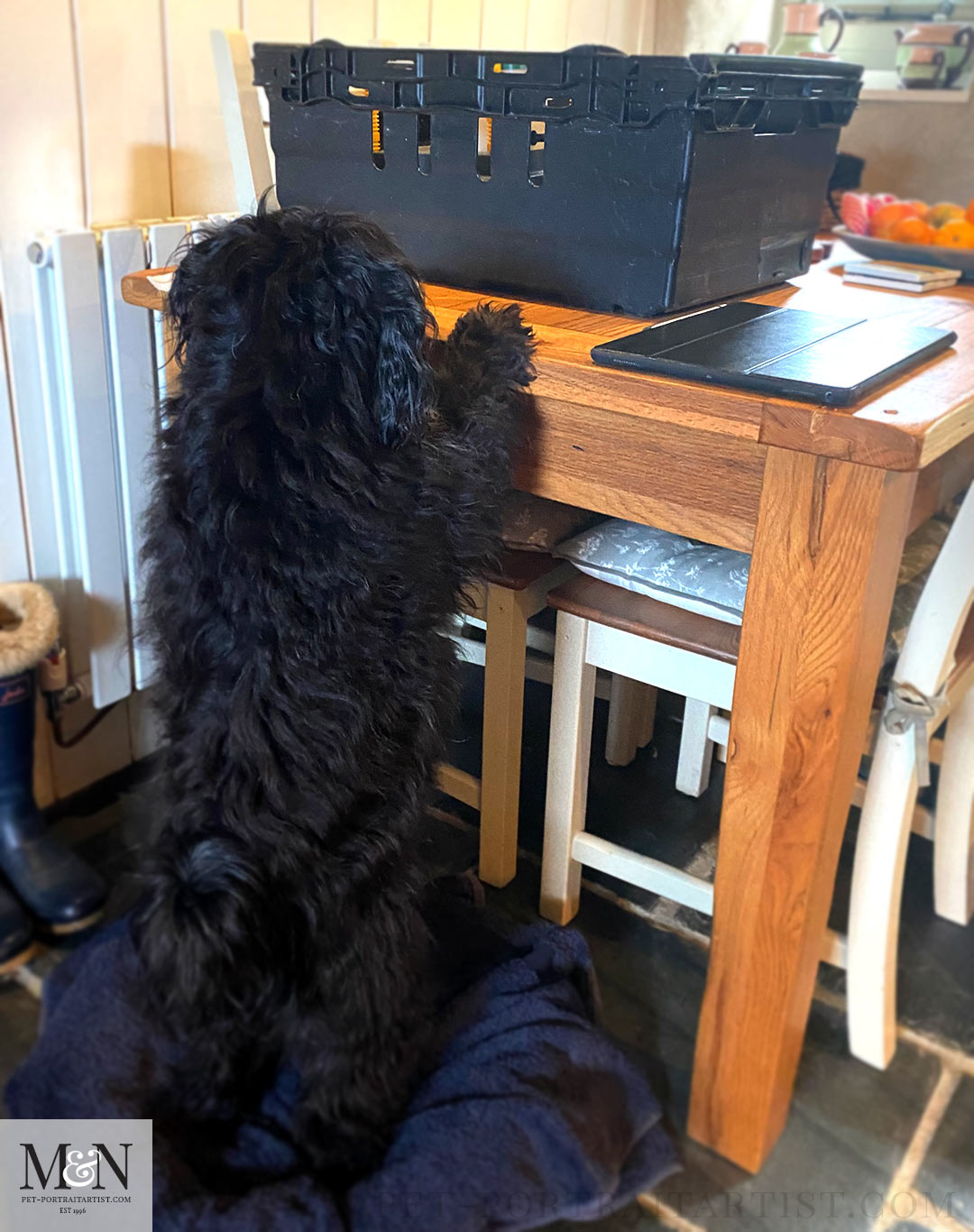 Lily trying to see them on their first day of hatching when they were in a crate. 