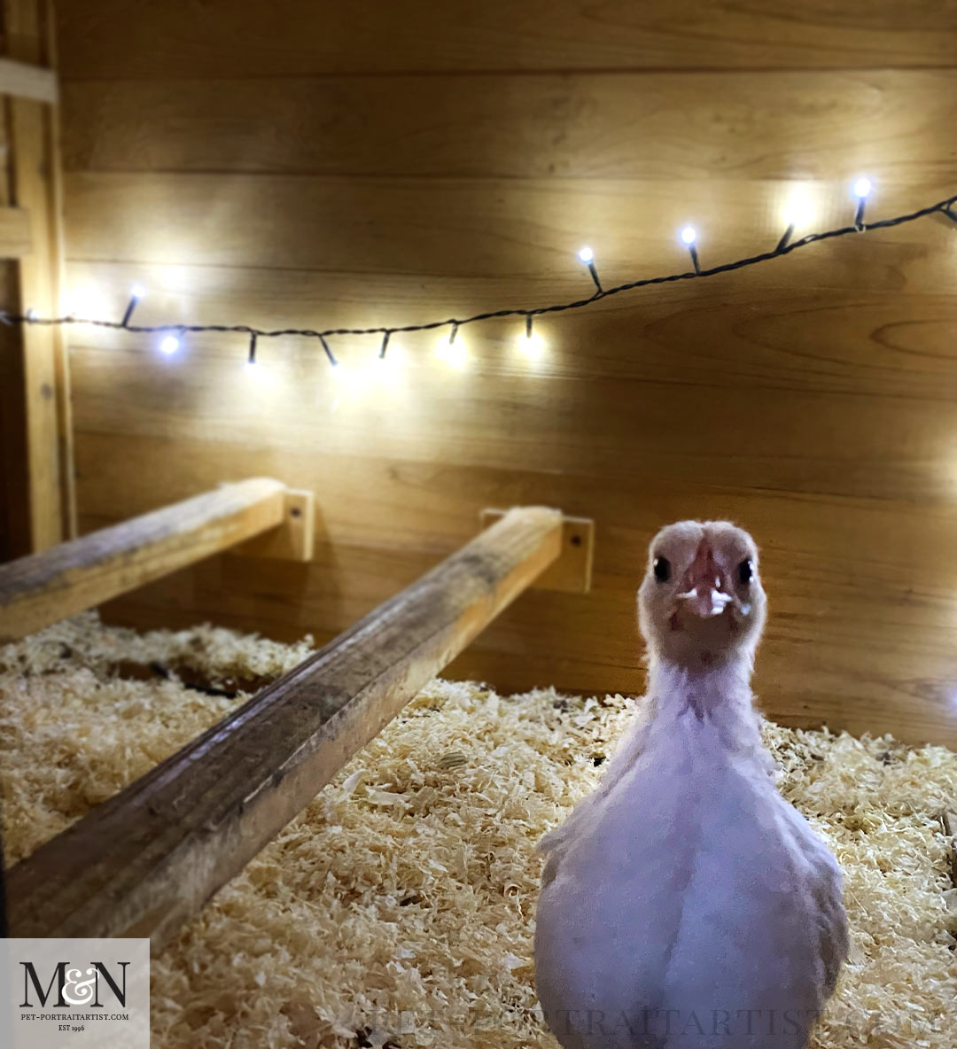 Fairy lights in hen house