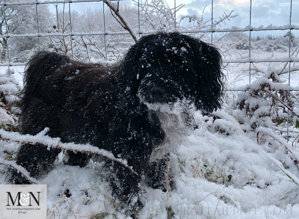 SnowDog! 