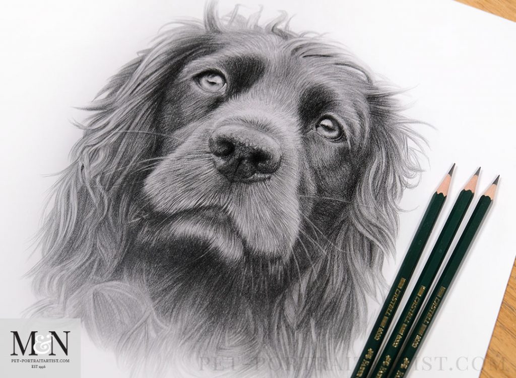 'Crumble' - Pet Portrait in Pencil