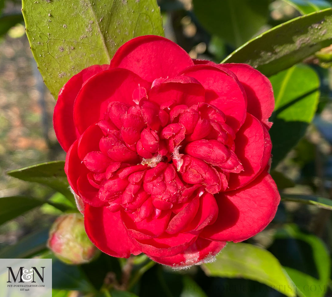 Red Camelia