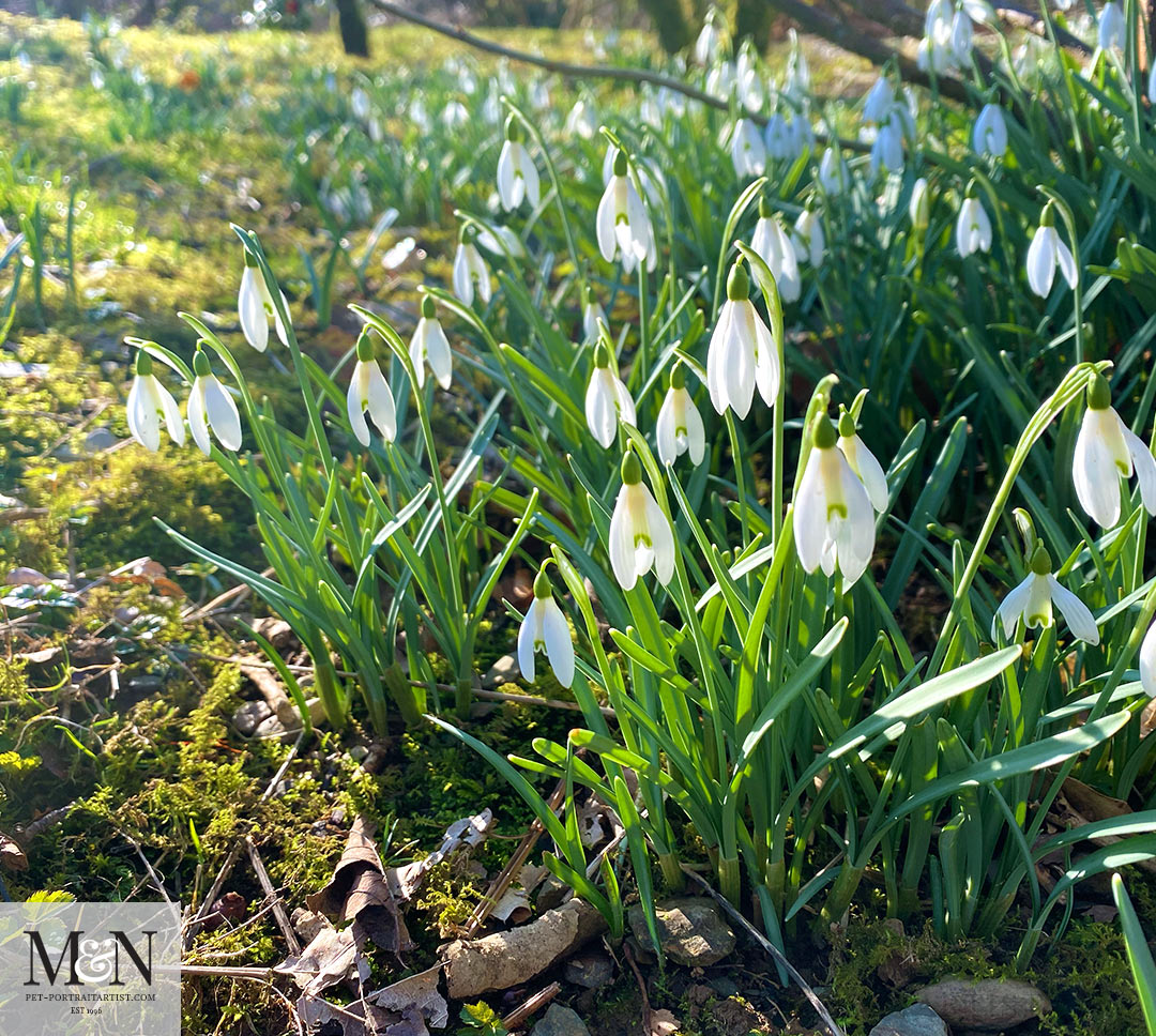 Snowdrops