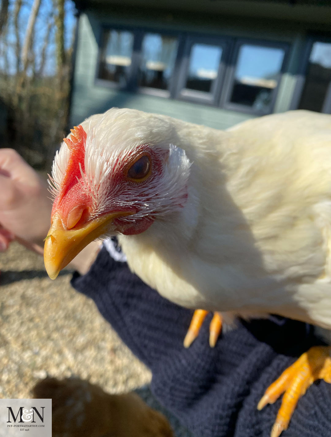 Snowy the chicken