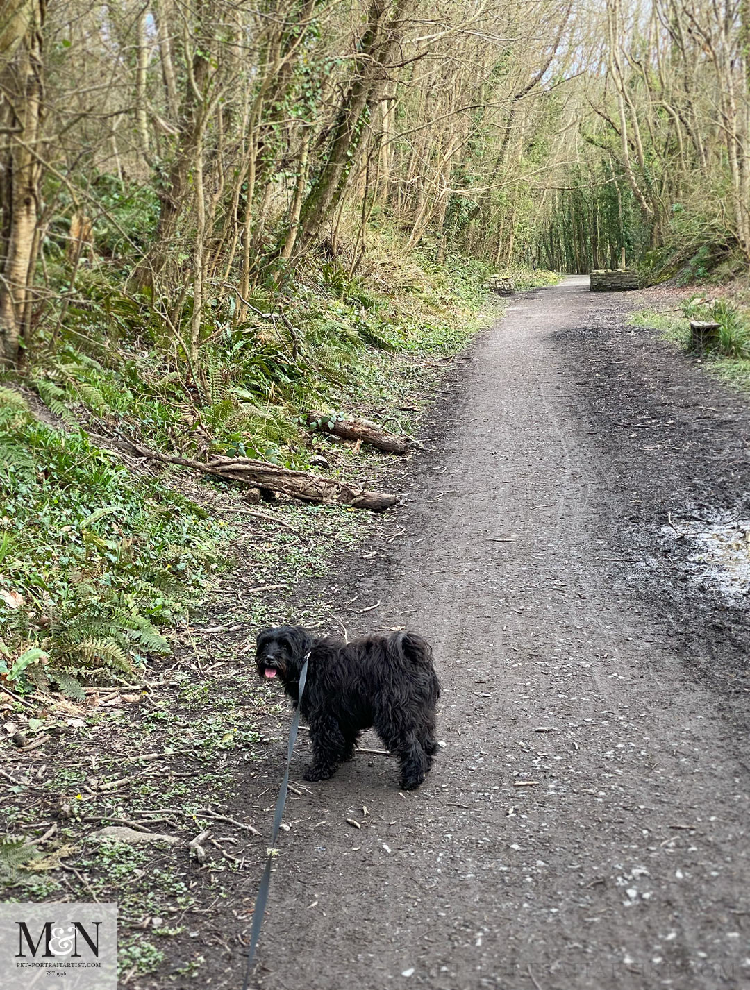 A walk with lily at Llanerchaeron