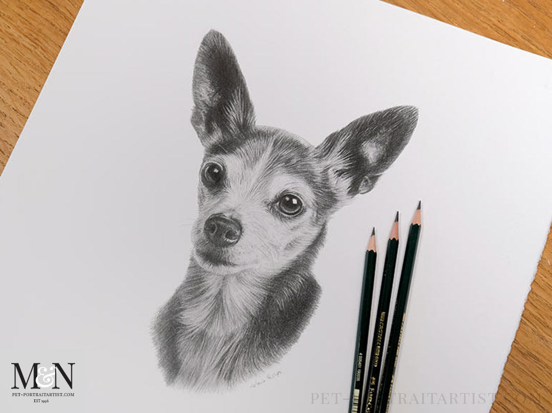 Jaspers pencil drawing Melanie’s March Monthly News