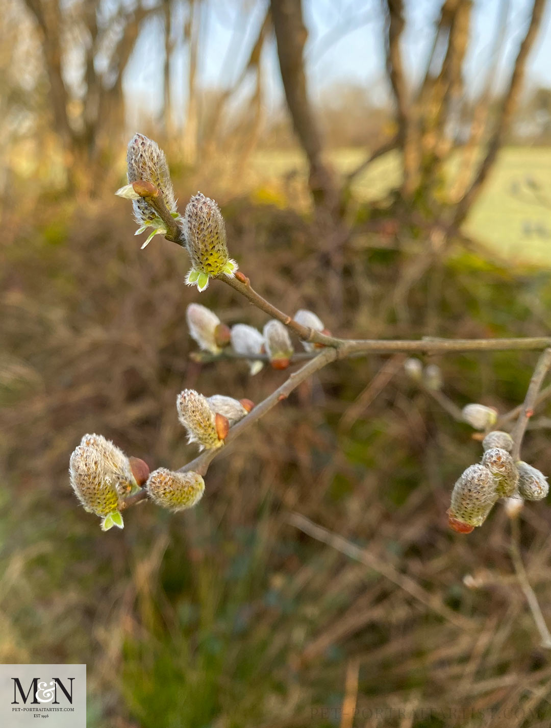 Willow buds