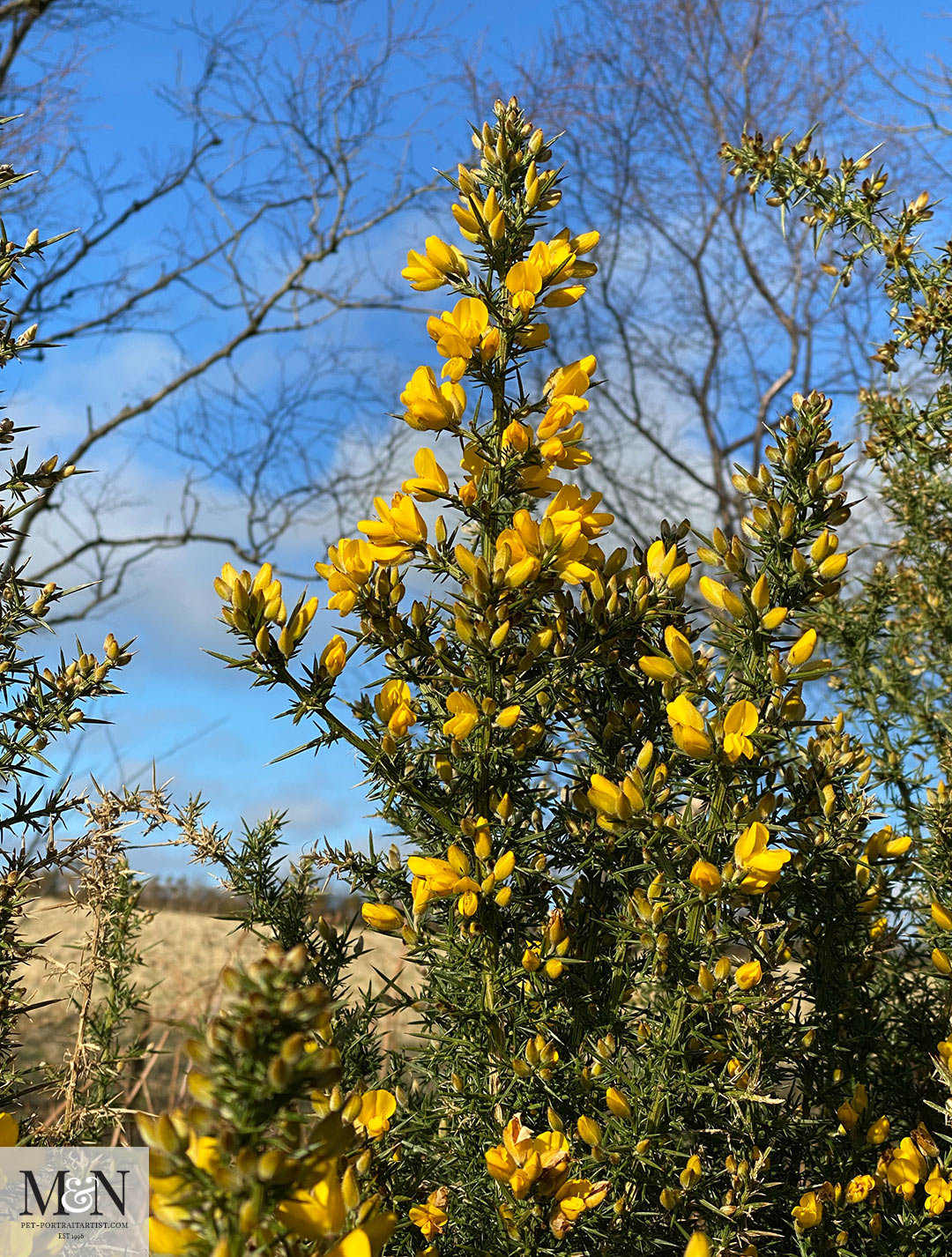 Gorse Bush